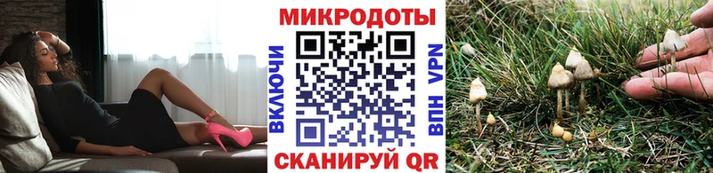 где продают   Новороссийск  Галлюциногенные грибы Cubensis 